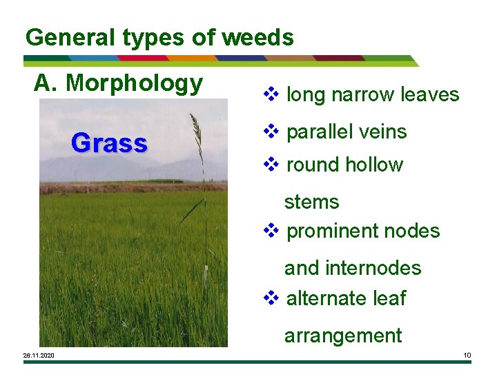 General types of weeds A. Morphology Grass v long narrow leaves v parallel veins