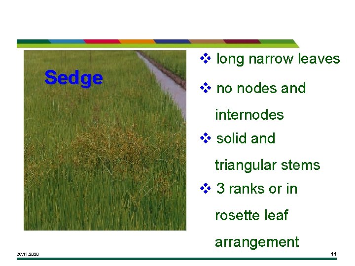 Sedge v long narrow leaves v no nodes and internodes v solid and triangular