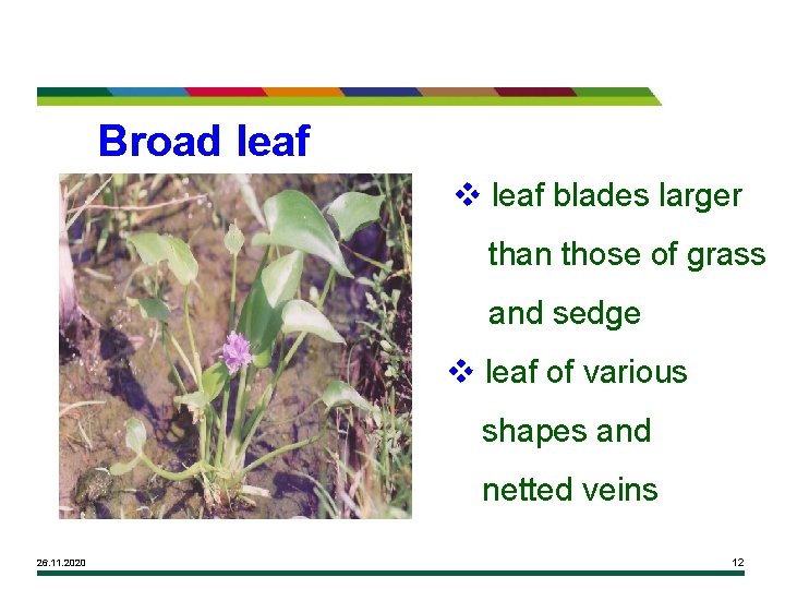 Broad leaf v leaf blades larger than those of grass and sedge v leaf