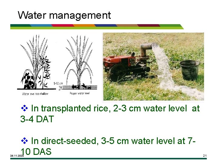 Water management v In transplanted rice, 2 -3 cm water level at 3 -4