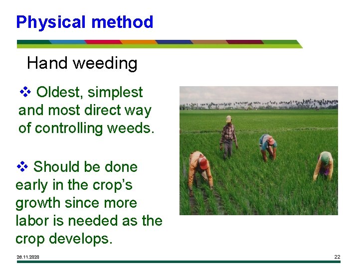 Physical method Hand weeding v Oldest, simplest and most direct way of controlling weeds.