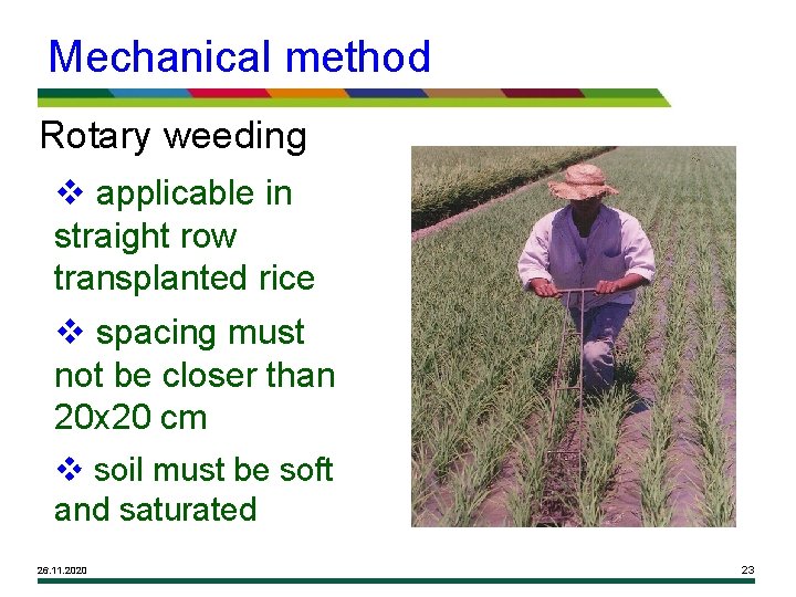 Mechanical method Rotary weeding v applicable in straight row transplanted rice v spacing must