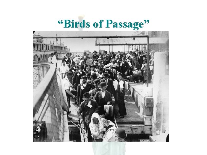 “Birds of Passage” 