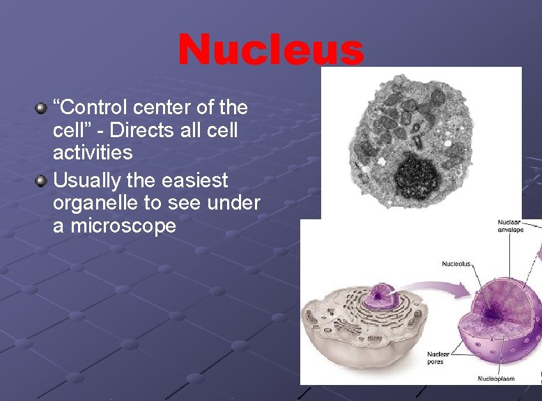 Nucleus “Control center of the cell” - Directs all cell activities Usually the easiest