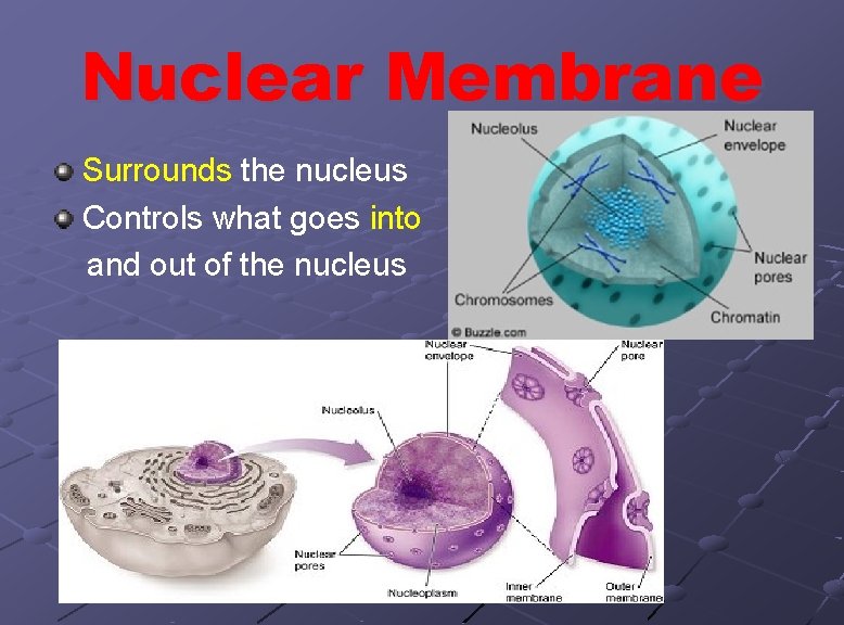 Nuclear Membrane Surrounds the nucleus Controls what goes into and out of the nucleus
