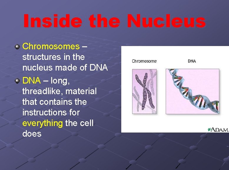 Inside the Nucleus Chromosomes – structures in the nucleus made of DNA – long,
