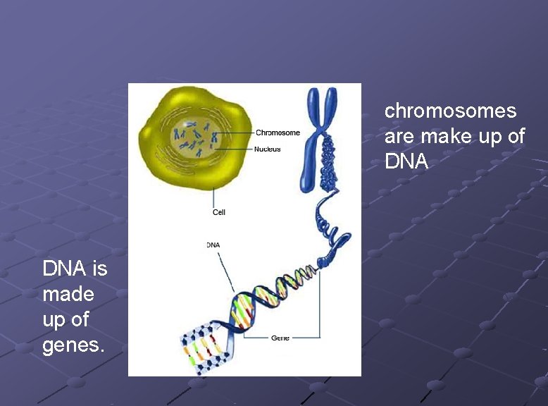 chromosomes are make up of DNA is made up of genes. 