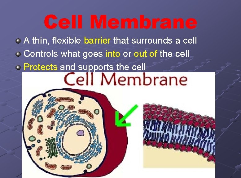 Cell Membrane A thin, flexible barrier that surrounds a cell Controls what goes into