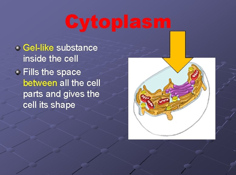 Cytoplasm Gel-like substance inside the cell Fills the space between all the cell parts