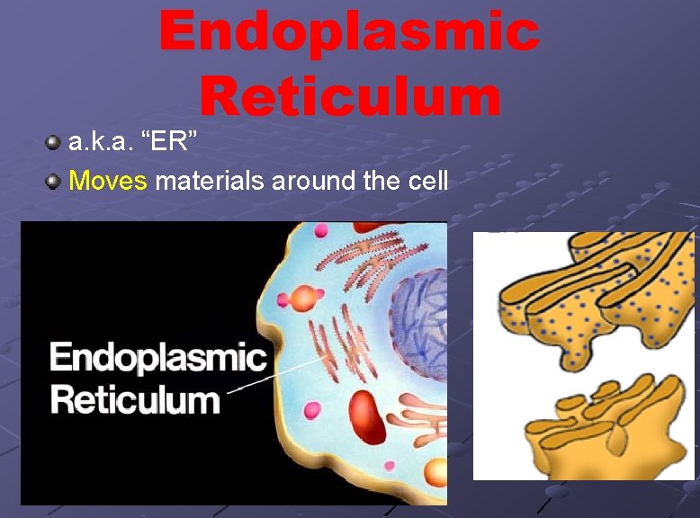 Endoplasmic Reticulum a. k. a. “ER” Moves materials around the cell 