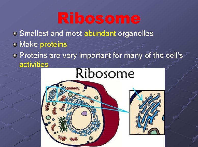 Ribosome Smallest and most abundant organelles Make proteins Proteins are very important for many