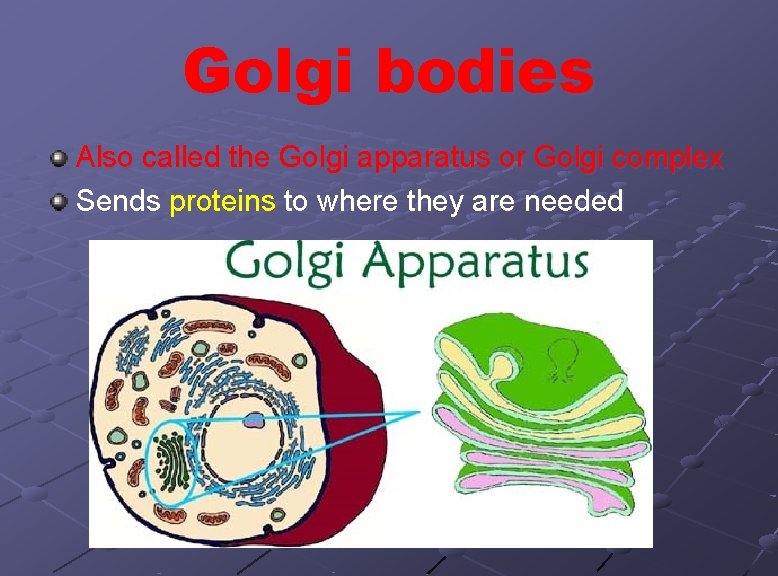 Golgi bodies Also called the Golgi apparatus or Golgi complex Sends proteins to where