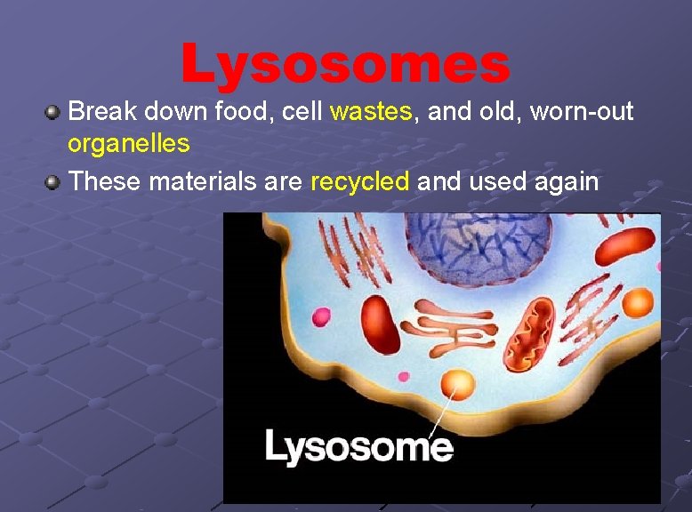 Lysosomes Break down food, cell wastes, and old, worn-out organelles These materials are recycled