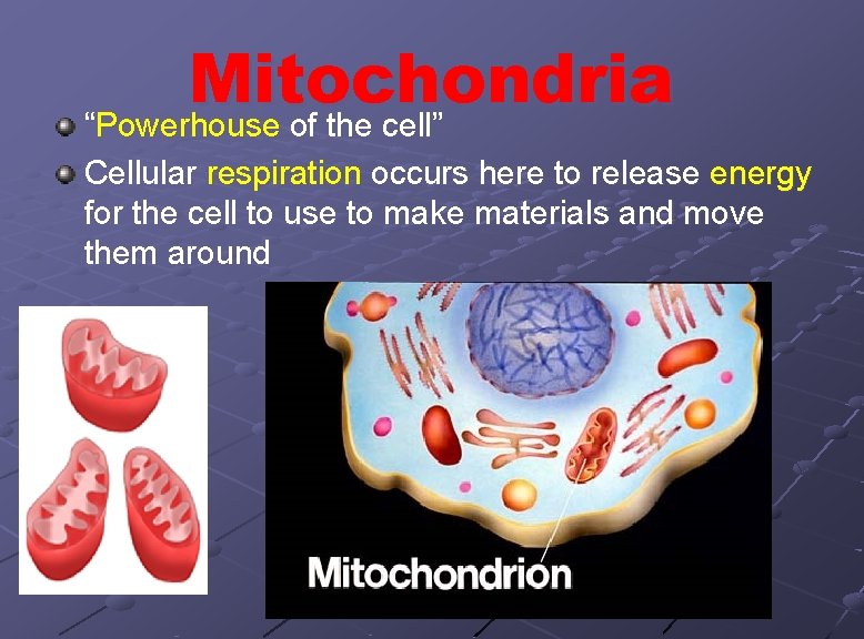Mitochondria “Powerhouse of the cell” Cellular respiration occurs here to release energy for the
