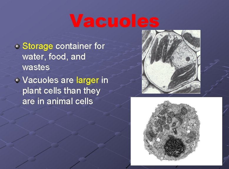 Vacuoles Storage container for water, food, and wastes Vacuoles are larger in plant cells