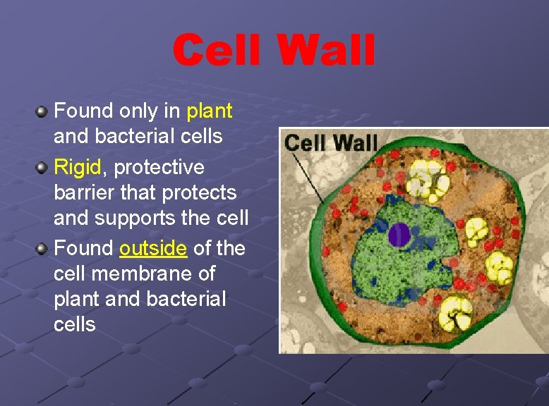 Cell Wall Found only in plant and bacterial cells Rigid, protective barrier that protects