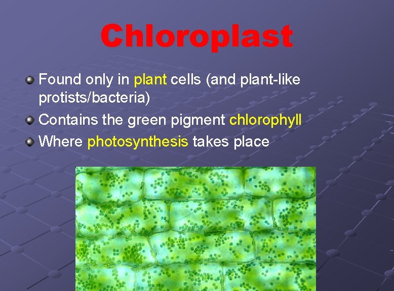 Chloroplast Found only in plant cells (and plant-like protists/bacteria) Contains the green pigment chlorophyll