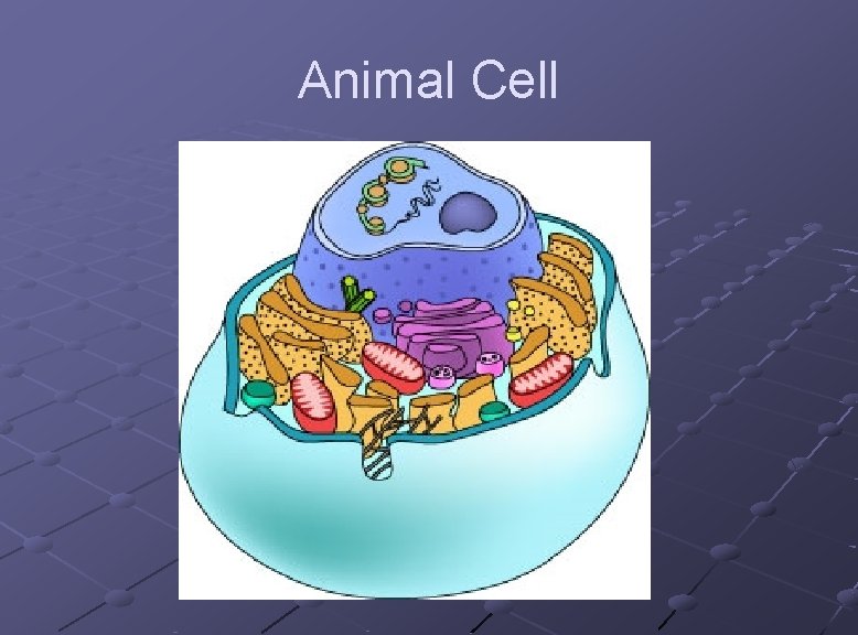 Animal Cell 