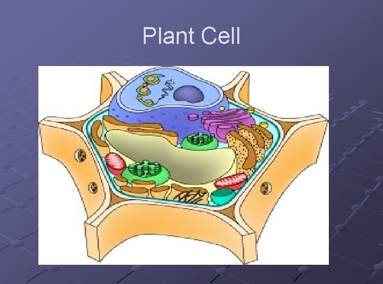 Plant Cell 