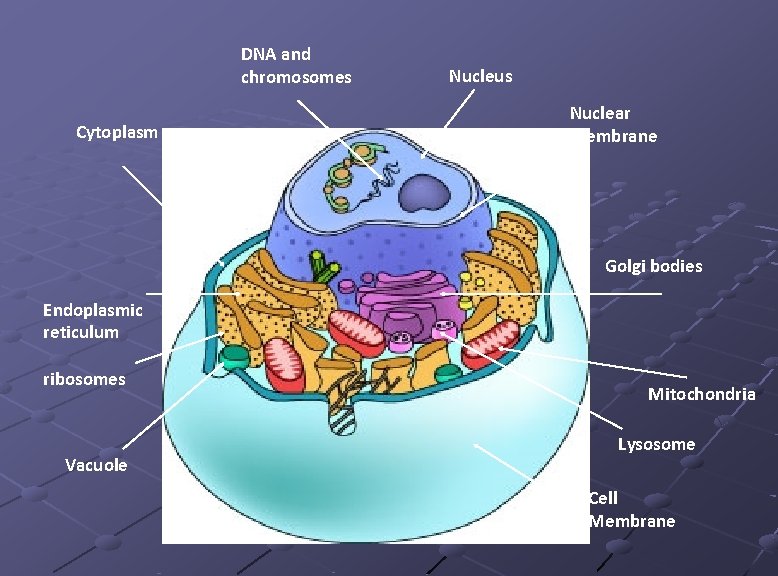 DNA and chromosomes Cytoplasm Nucleus Nuclear Membrane Golgi bodies Endoplasmic reticulum ribosomes Vacuole Mitochondria