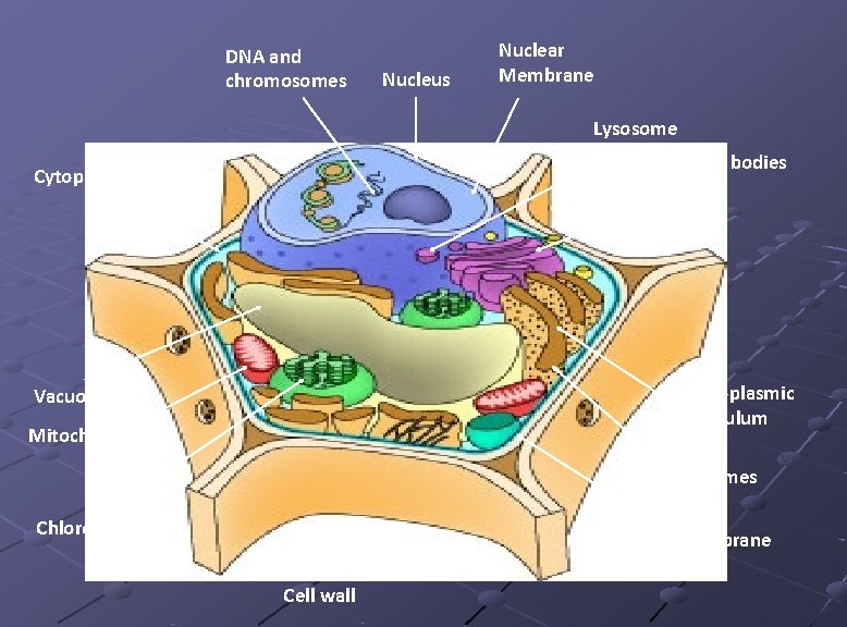 DNA and chromosomes Nucleus Nuclear Membrane Lysosome Golgi bodies Cytoplasm Endoplasmic reticulum Vacuole Mitochondria