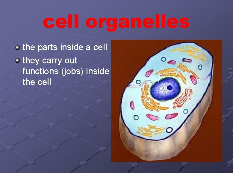 cell organelles the parts inside a cell they carry out functions (jobs) inside the
