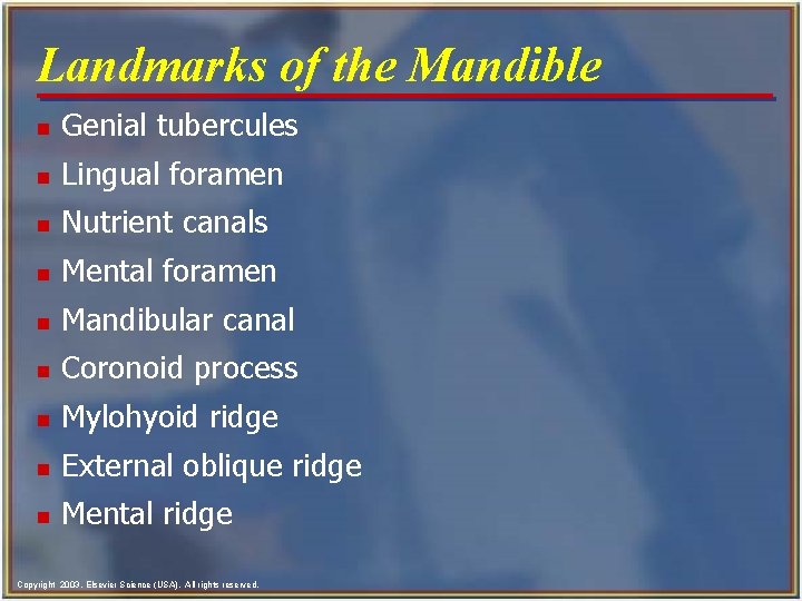 Landmarks of the Mandible n Genial tubercules n Lingual foramen n Nutrient canals n