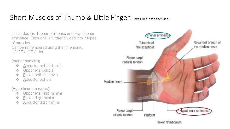 Short Muscles of Thumb & Little Finger: (explained in the next slide) It includes