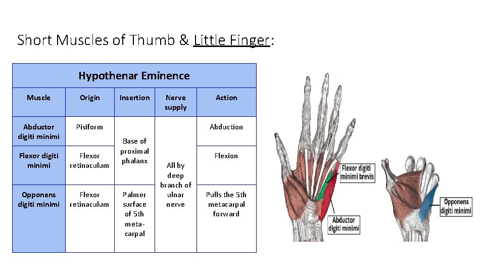 Short Muscles of Thumb & Little Finger: Hypothenar Eminence Muscle Origin Abductor digiti minimi