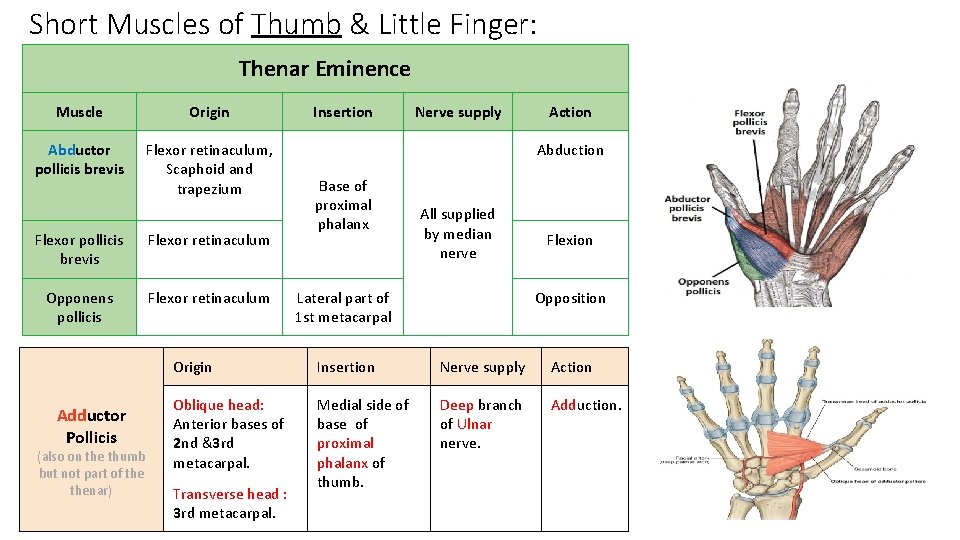 Short Muscles of Thumb & Little Finger: Thenar Eminence Muscle Origin Abductor pollicis brevis