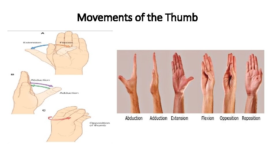 Movements of the Thumb 