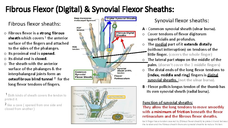 Fibrous Flexor (Digital) & Synovial Flexor Sheaths: Fibrous flexor sheaths: o Fibrous flexor is