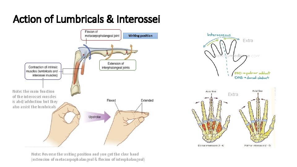 Action of Lumbricals & Interossei Extra Note: the main function of the interossei muscles