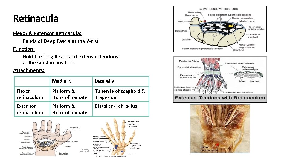 Retinacula Flexor & Extensor Retinacula: Bands of Deep Fascia at the Wrist Function: Hold