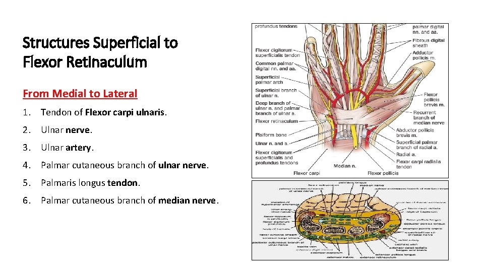 Structures Superficial to Flexor Retinaculum From Medial to Lateral 1. Tendon of Flexor carpi