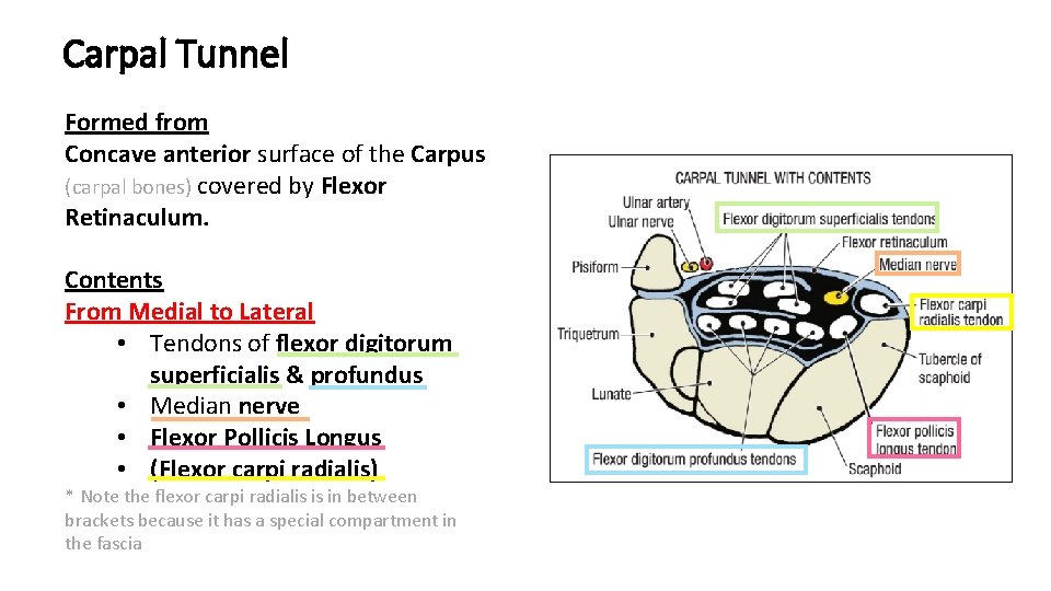 Carpal Tunnel Formed from Concave anterior surface of the Carpus (carpal bones) covered by