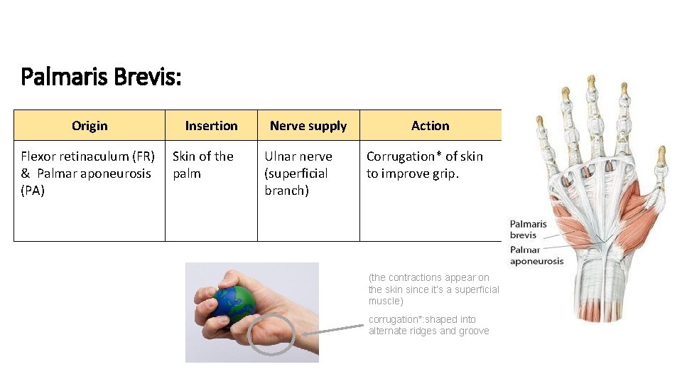 Palmaris Brevis: Origin Flexor retinaculum (FR) & Palmar aponeurosis (PA) Insertion Skin of the