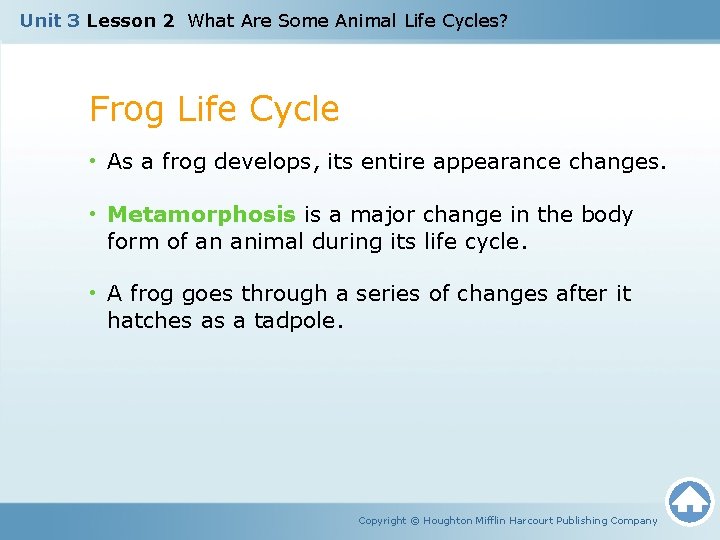 Unit 3 Lesson 2 What Are Some Animal Life Cycles? Frog Life Cycle •