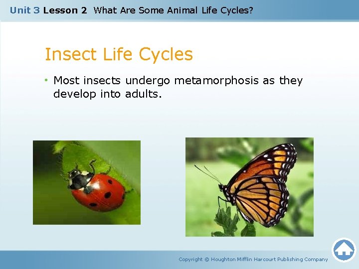 Unit 3 Lesson 2 What Are Some Animal Life Cycles? Insect Life Cycles •