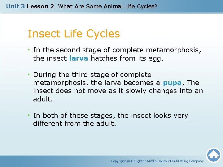Unit 3 Lesson 2 What Are Some Animal Life Cycles? Insect Life Cycles •