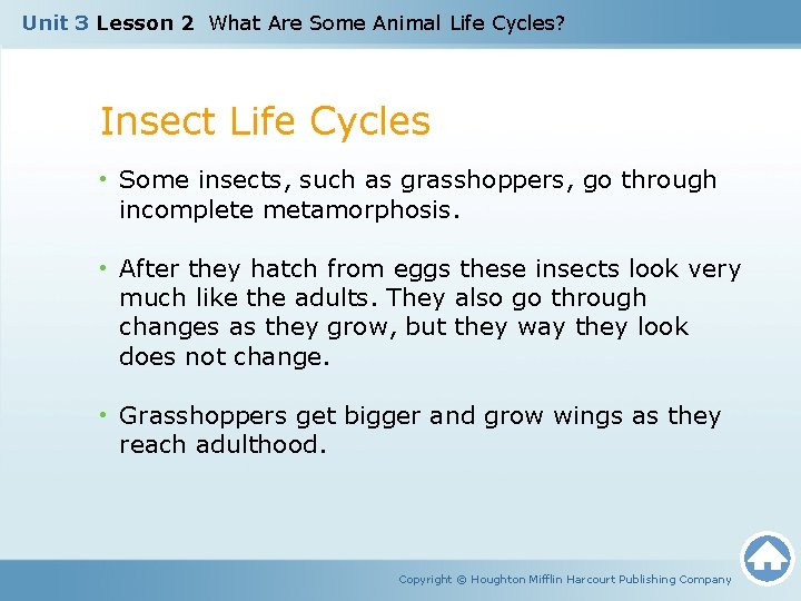 Unit 3 Lesson 2 What Are Some Animal Life Cycles? Insect Life Cycles •