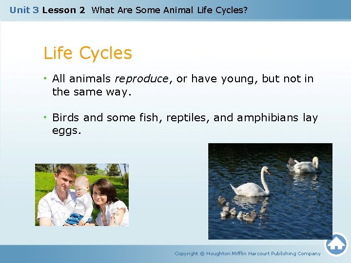 Unit 3 Lesson 2 What Are Some Animal Life Cycles? Life Cycles • All