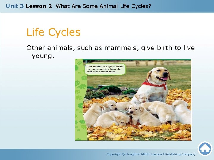 Unit 3 Lesson 2 What Are Some Animal Life Cycles? Life Cycles Other animals,