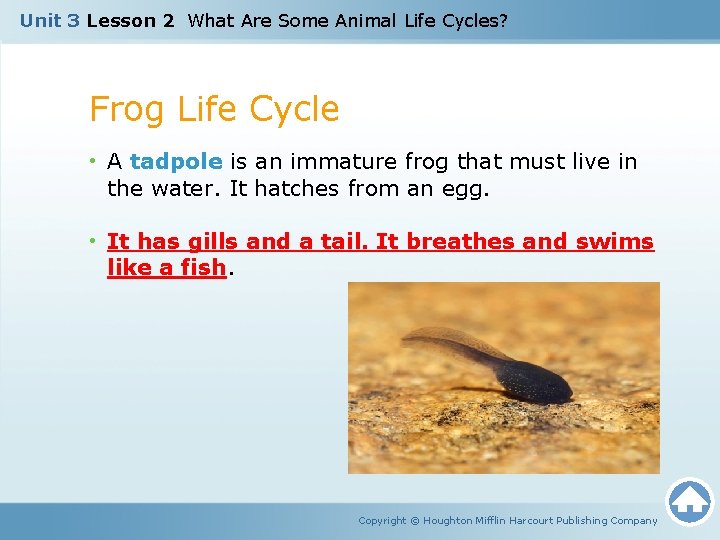 Unit 3 Lesson 2 What Are Some Animal Life Cycles? Frog Life Cycle •