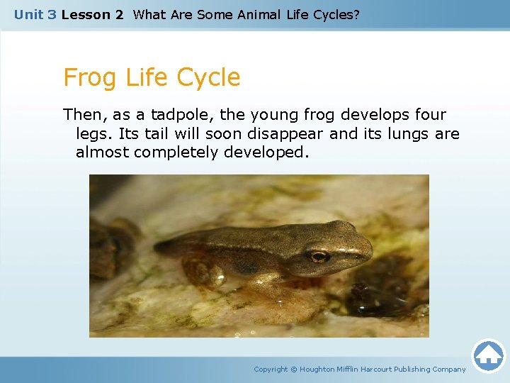 Unit 3 Lesson 2 What Are Some Animal Life Cycles? Frog Life Cycle Then,