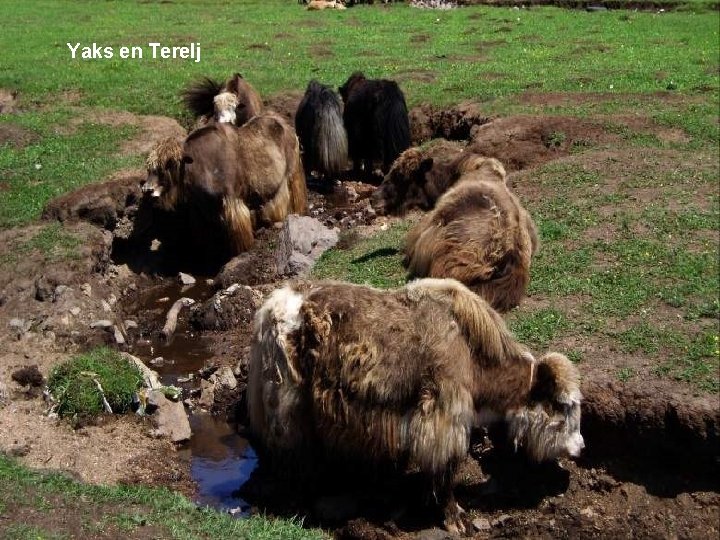 Yaks en Terelj 