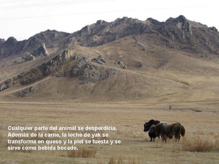 Cualquier parte del animal se desperdicia. Además de la carne, la leche de yak