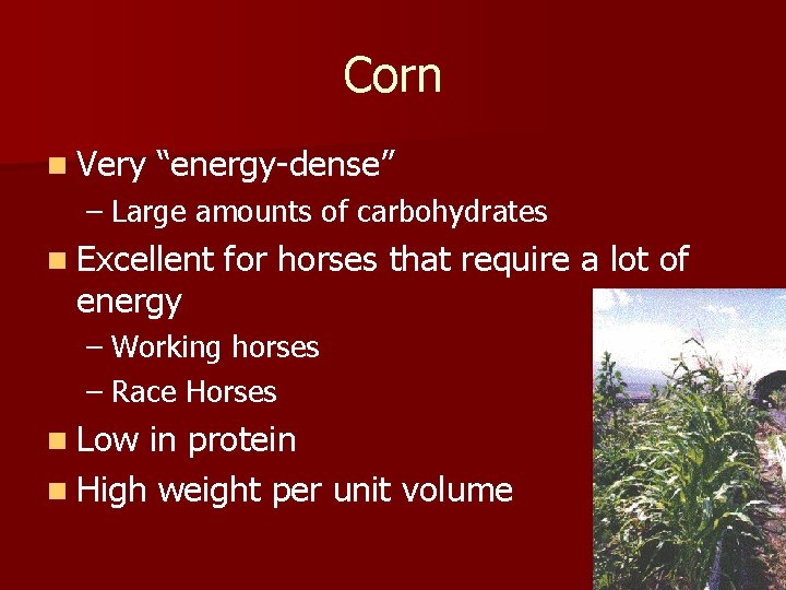 Corn n Very “energy-dense” – Large amounts of carbohydrates n Excellent energy for horses