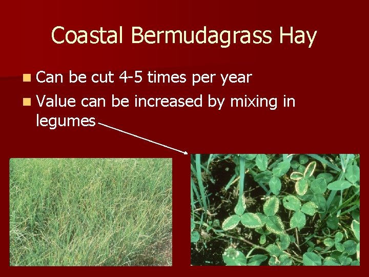 Coastal Bermudagrass Hay n Can be cut 4 -5 times per year n Value