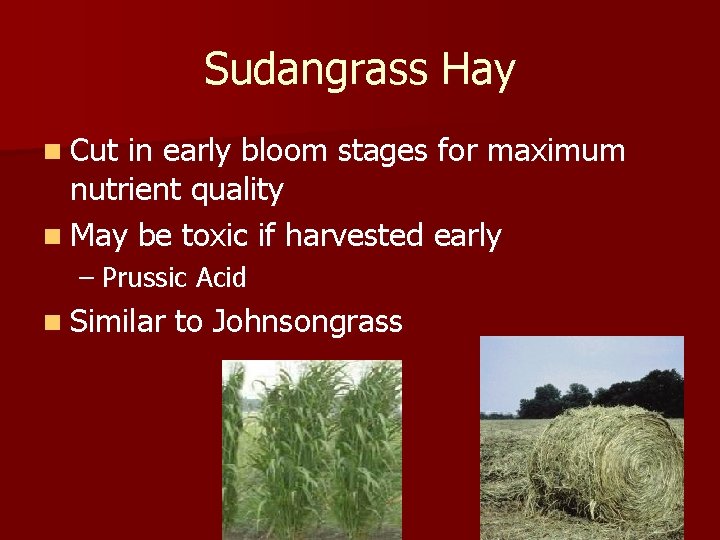 Sudangrass Hay n Cut in early bloom stages for maximum nutrient quality n May